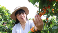 黄山市徽州区：立夏至采摘游火热 农旅融合绘就乡村新图景