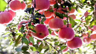 치샤 사과 브랜드 가치, 중국 현급 사과 브랜드 1위 유지_fororder_74ff5c99ae8a45cea9a94f9ae9f0c232.1267x722