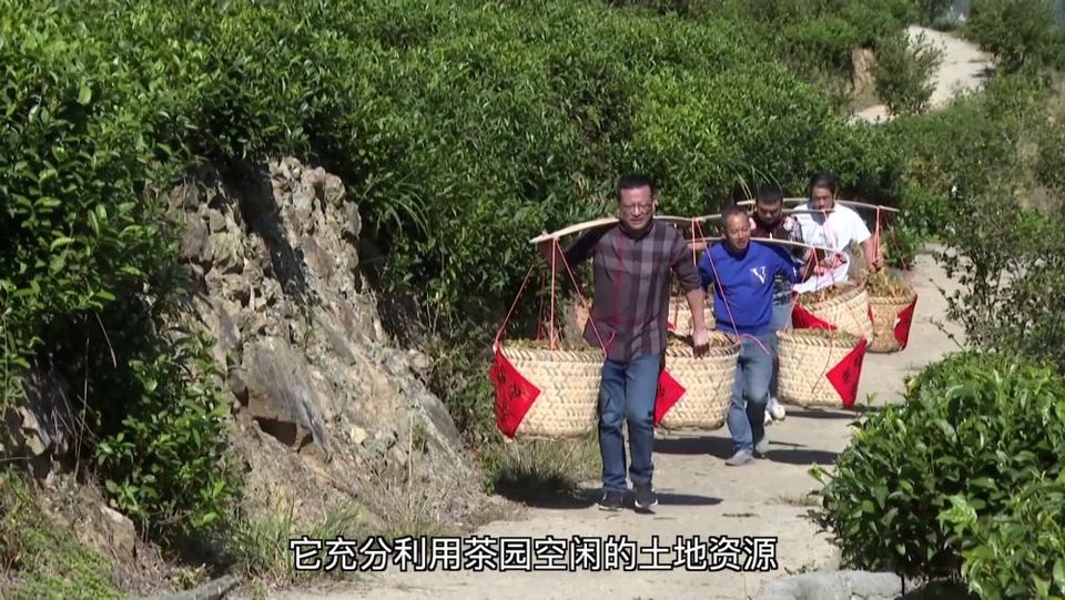 新华视点|产业“破题” 绘就振兴“答卷”