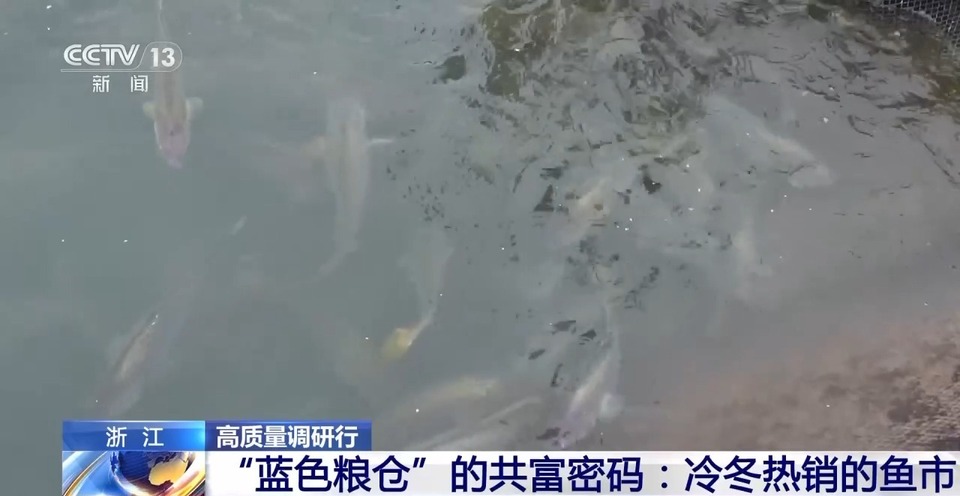 鱼市火热 渔民笑了！解锁“浙”里“蓝色粮仓”的共富密码