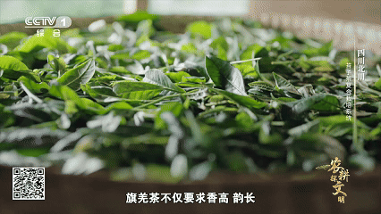 “云朵上”的羌茶，见证山地农耕的奇迹