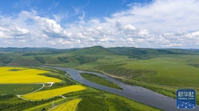 内蒙古额尔古纳：油菜花海醉游人