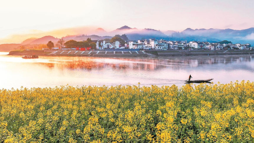 歙县新安江沿岸油菜花竞相绽放