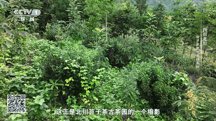 “云朵上”的羌茶，见证山地农耕的奇迹