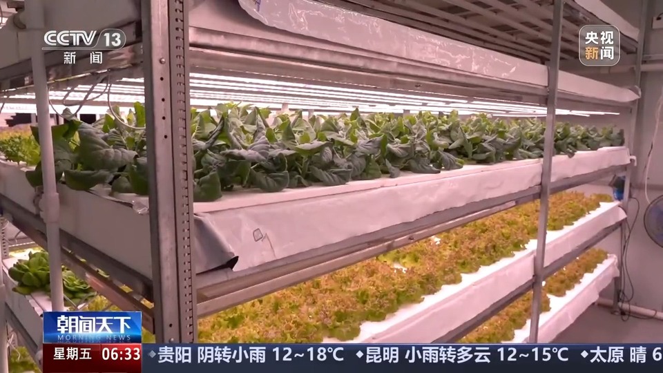 植物工厂长啥样？沙漠里能种水稻？揭秘种菜“黑科技”