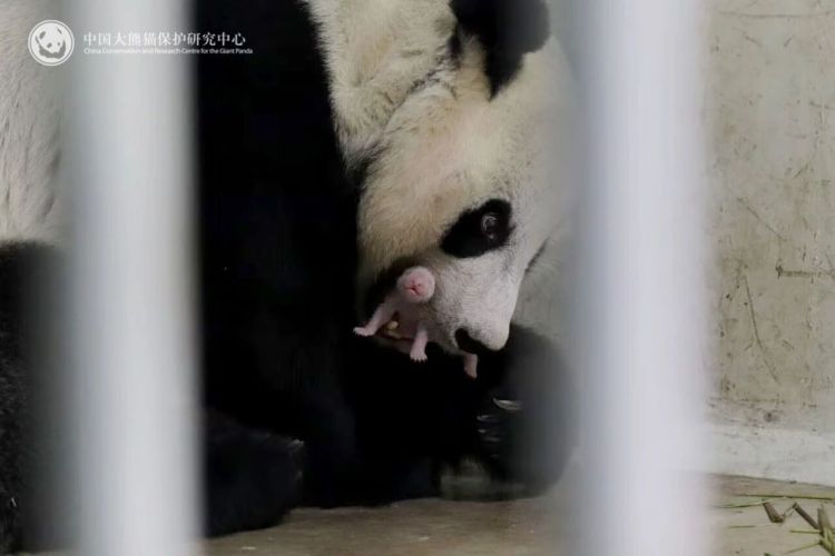 我国旅居印尼大熊猫“湖春”产下首只幼崽