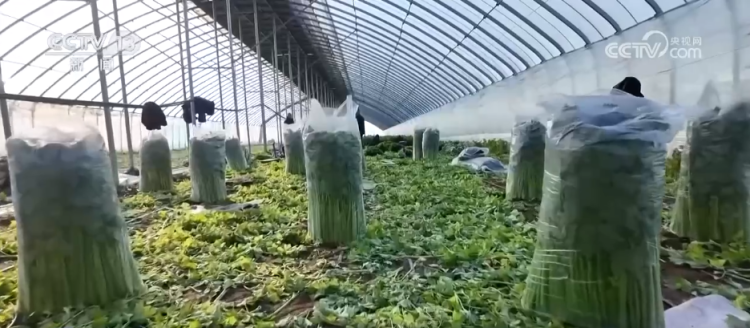 各地冬日果蔬供应量足价稳 丰富节日期间百姓“菜篮子”“果盘子”