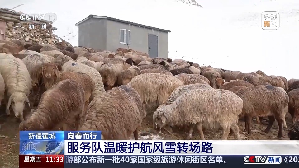 前方到站春牧场 牛羊坐卡车转场 每张“车票”补贴10元