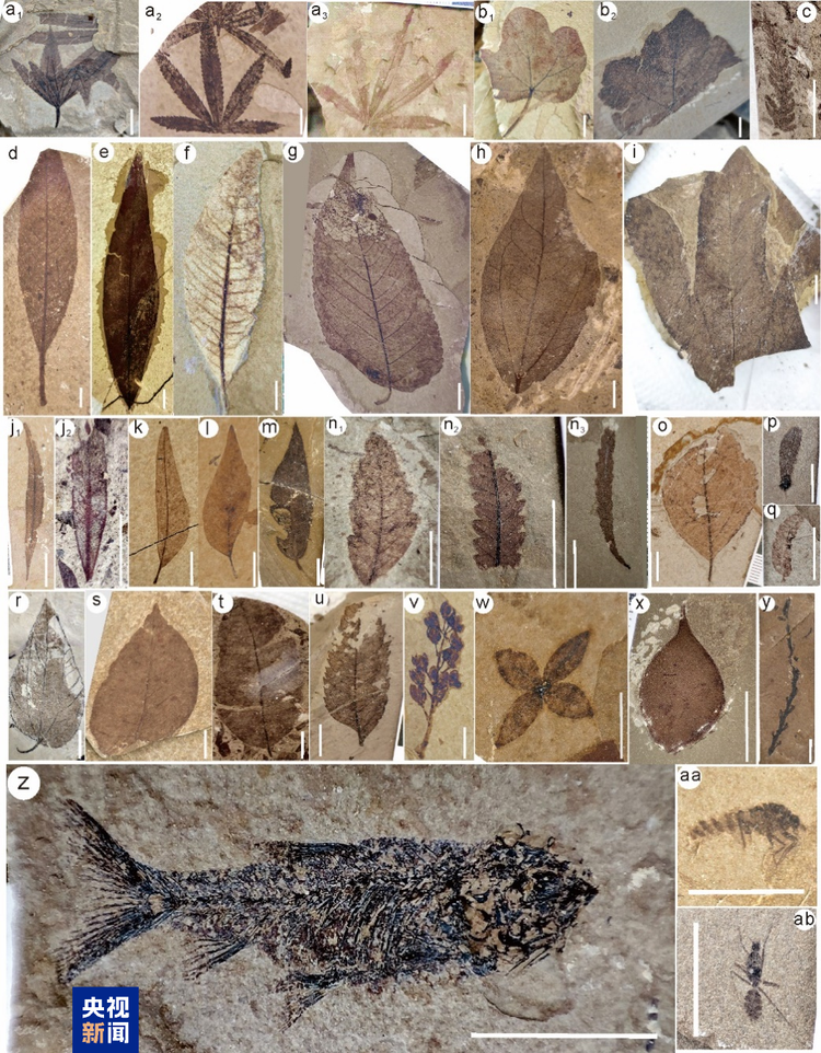 最新研究揭示青藏高原中央谷地东部洛隆盆地隆升历史