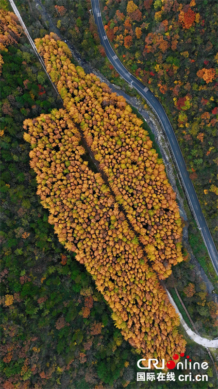 台湾自媒体人点赞四川光雾山绝美秋色（两岸关系）_fororder_8