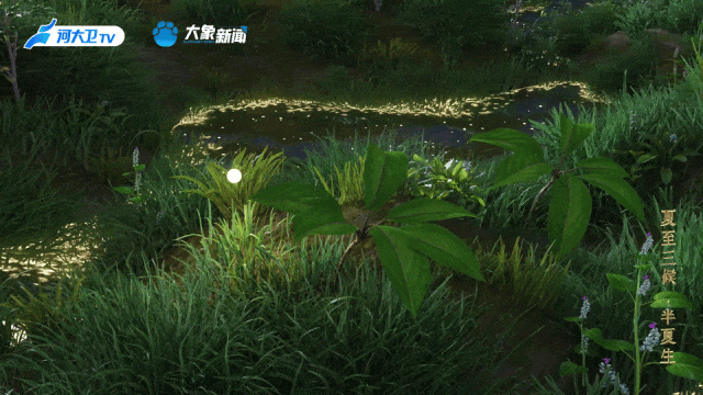 何以中国丨中国节气·夏至