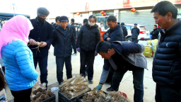 陇南宕昌：“药苗子”蹚出乡村振兴致富路