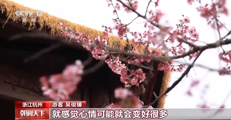6万株樱花次第绽放 来赴一场春日赏樱之约
