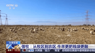 给草原放个假~祁连山20万头牛羊要下山“借牧”啦