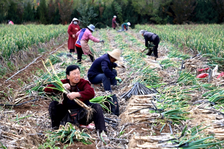 天水市清水县永清镇：“菜园子”充实农户“钱袋子”_fororder_IMG_0660_副本_20251106103604_AI看图