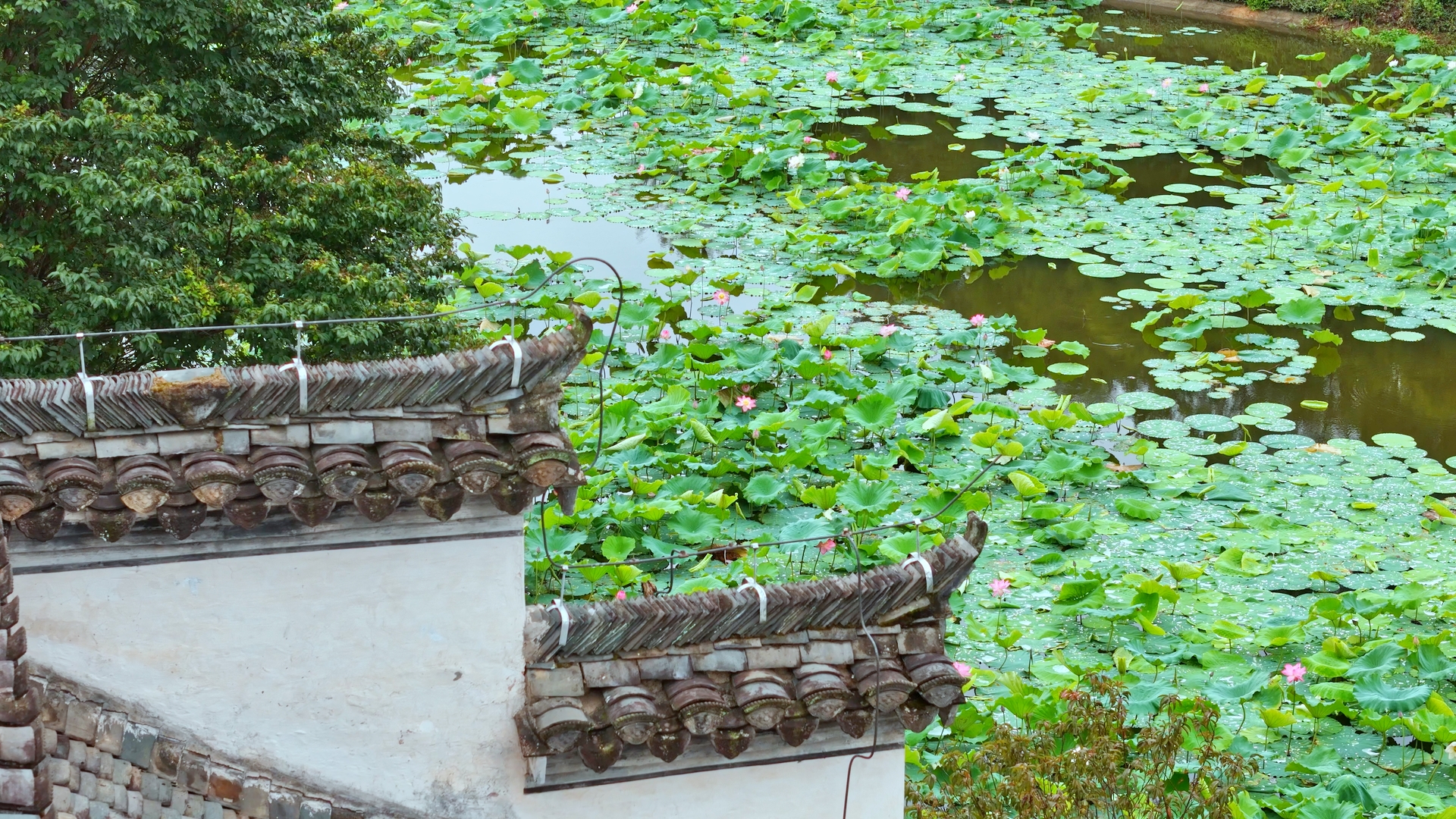 黄山市徽州区：荷映潜口 民宅探古_fororder_微信图片_20250724104032_105