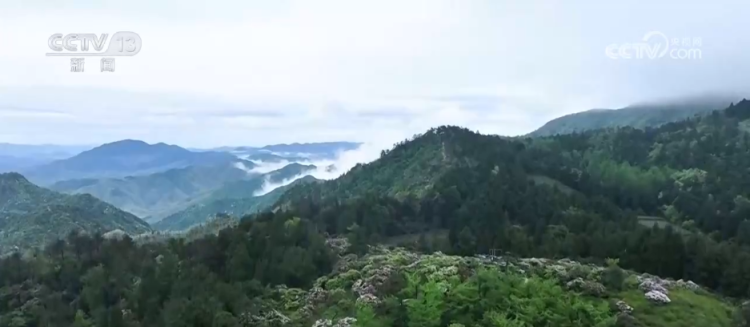 “颜值”变“产值” “赏花游”助推文旅经济“春色满园”