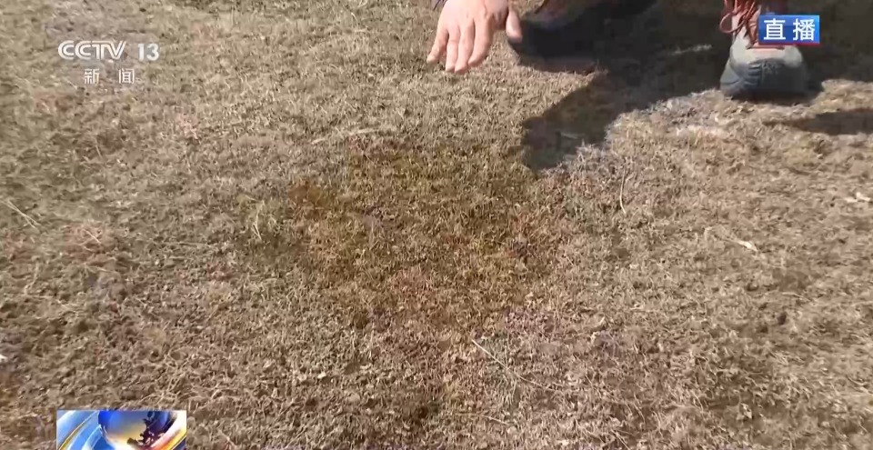 羊群陆续抵达春季牧场！下雪为什么是好事？聊聊转场那些事