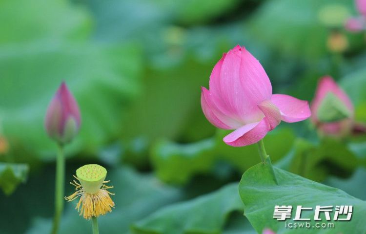 映日荷花别样红，长沙这些地方开启夏日赏荷季_fororder_2