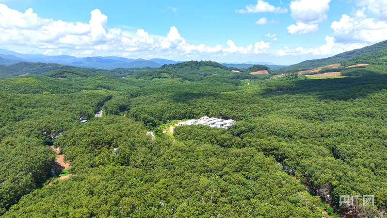 远山的回响丨远山新绿 白沙雨林的“两山”答卷