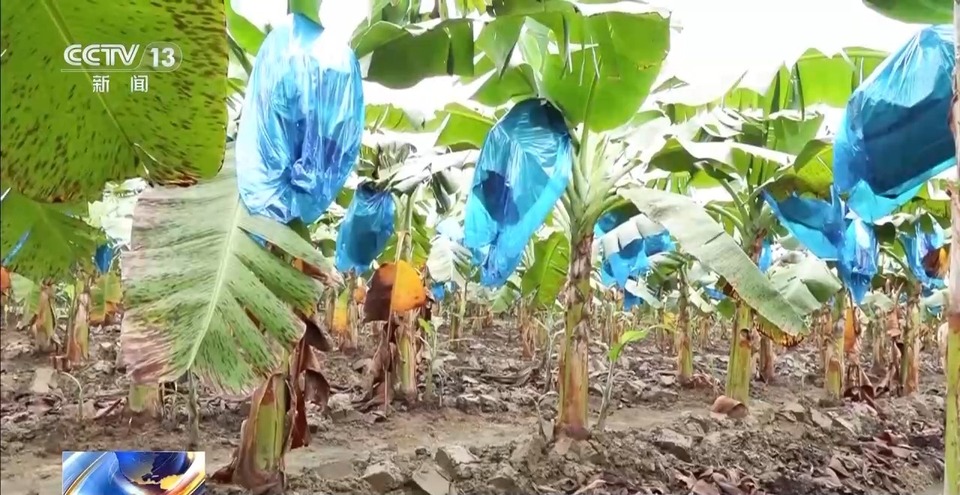 寒潮之下 淡水龙虾住进温室 香蕉穿上防寒袋
