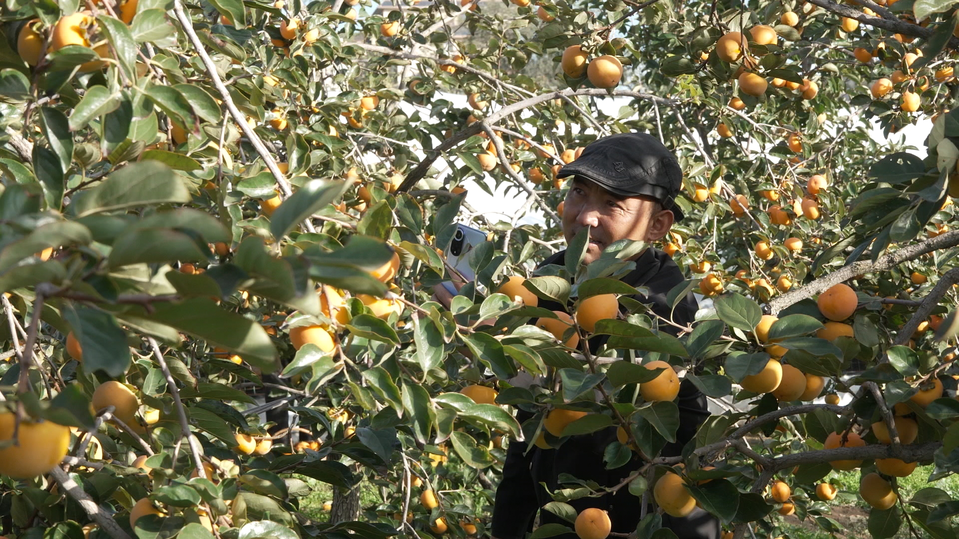 天水甘谷：硕果盈枝晃如灯 “柿”气飘香引客来_fororder_C1323.MP4_snapshot_00.02.451