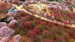 湖南邵东千亩樱花绽放惹人醉