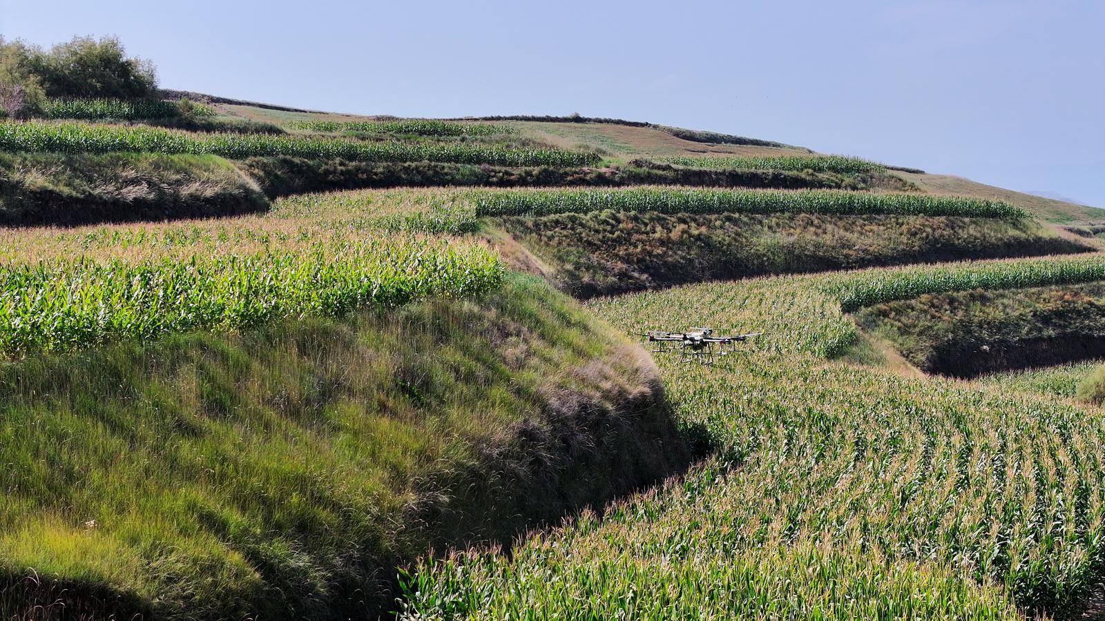 临夏永靖：科技赋能兴农业 植保飞防助增收