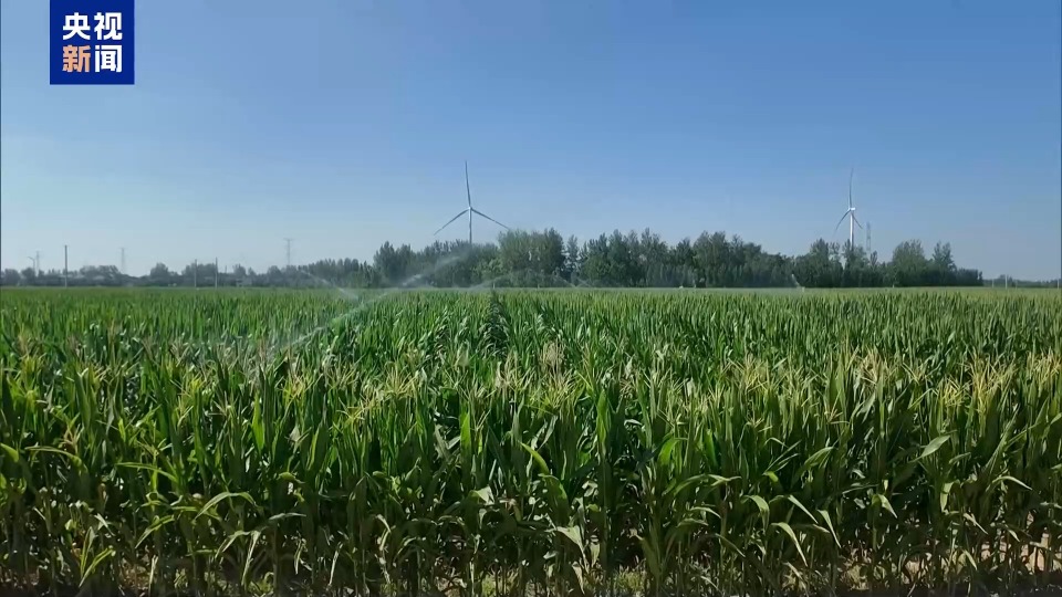 农业防高温干旱三级应急响应启动 力保秋粮丰收