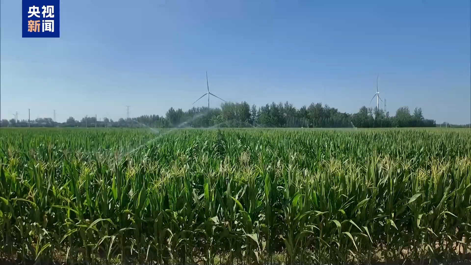 农业防高温干旱三级应急响应启动 力保秋粮丰收