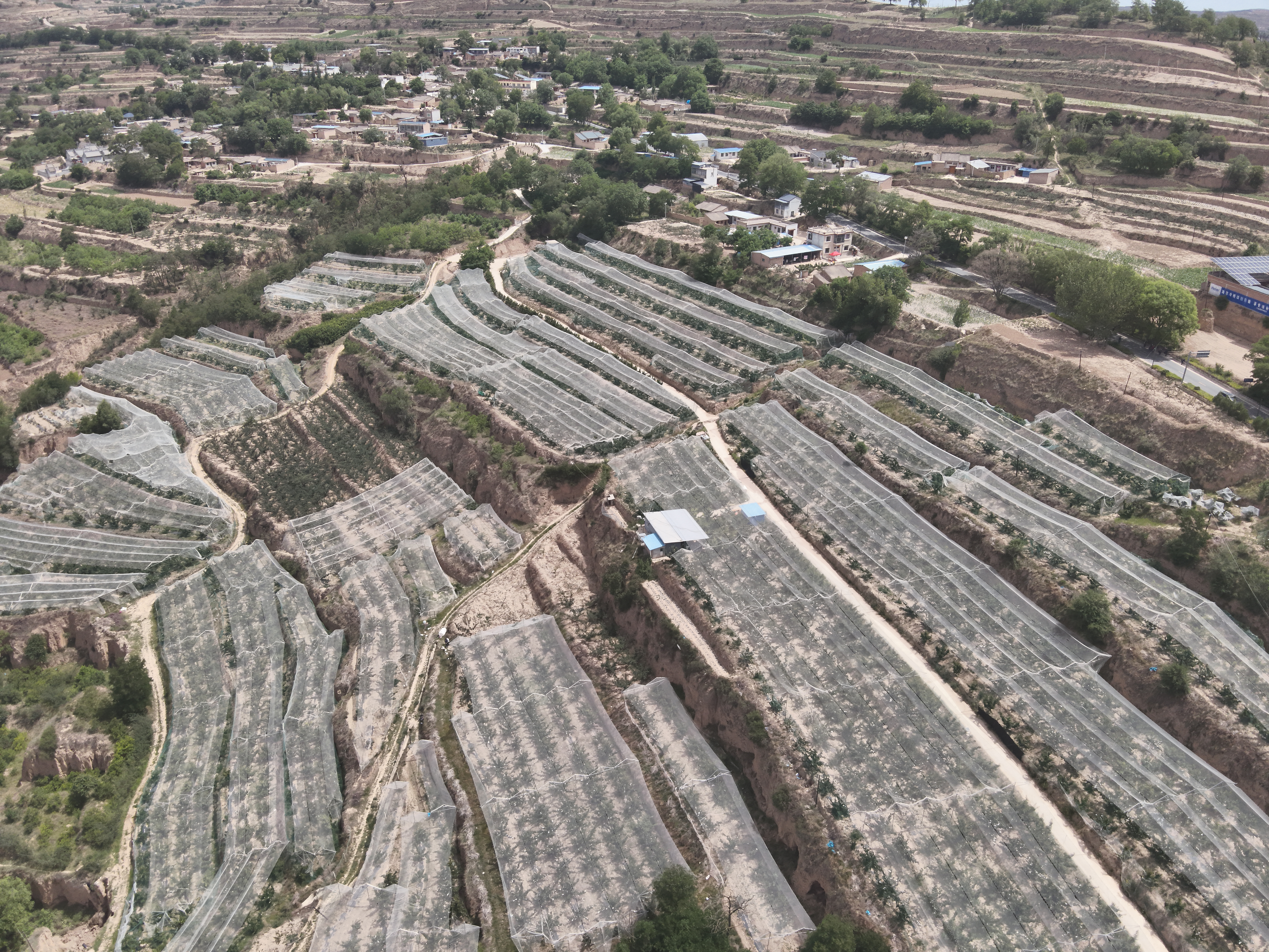 甘谷县高山樱桃成熟上市 红果映山助力乡村振兴_fororder_DJI_20250610111453_0004_V.JPG