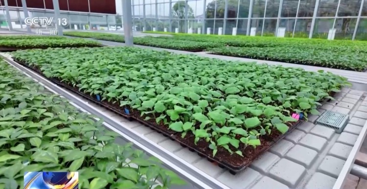 智能化育秧、无人机施肥、机器播种 “智慧春耕”正在进行中