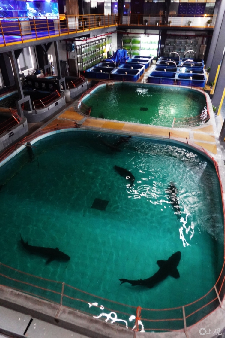 在长江“终点”守望生命“起点”：上海与一尾鲟的“生态之约”