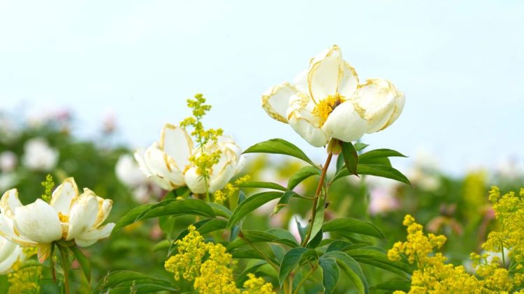 额尔古纳市：芍药花开引客来_fororder_2
