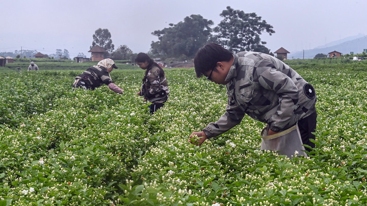 宝藏之城丨这座小城的茉莉花香飘世界