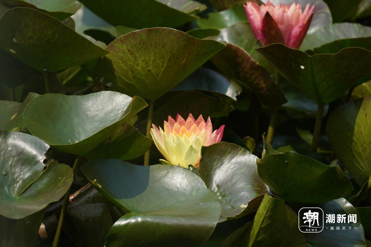 好运“莲莲”！杭州小区池塘的罕见双色睡莲盛开