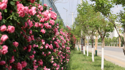 天水麦积：满城芳菲 夏韵如画