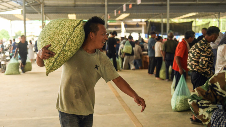 宝藏之城丨这座小城的茉莉花香飘世界
