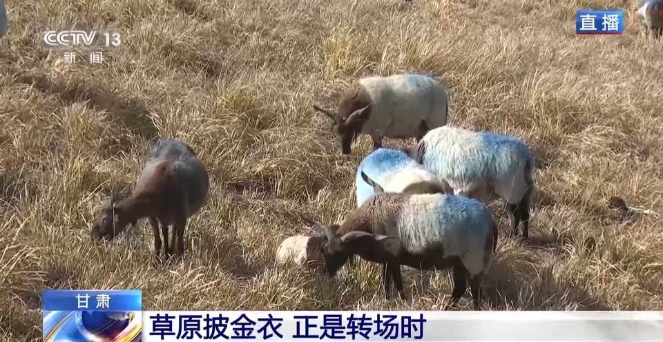 给草原放个假~祁连山20万头牛羊要下山“借牧”啦