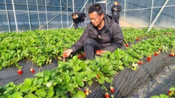 【新春走基层】种“好”草莓 过“好”生活