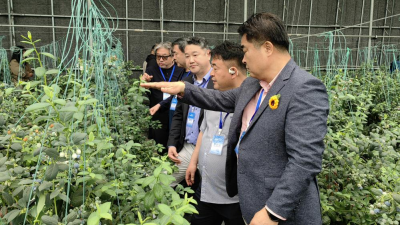 [Hi,Shandong]블루베리에서 산업사슬 전반으로 농촌진흥 이끌어