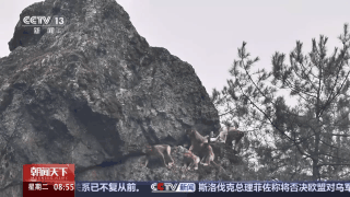湖北巴东惊喜“抓拍”！川金丝猴绝壁上撒欢觅食