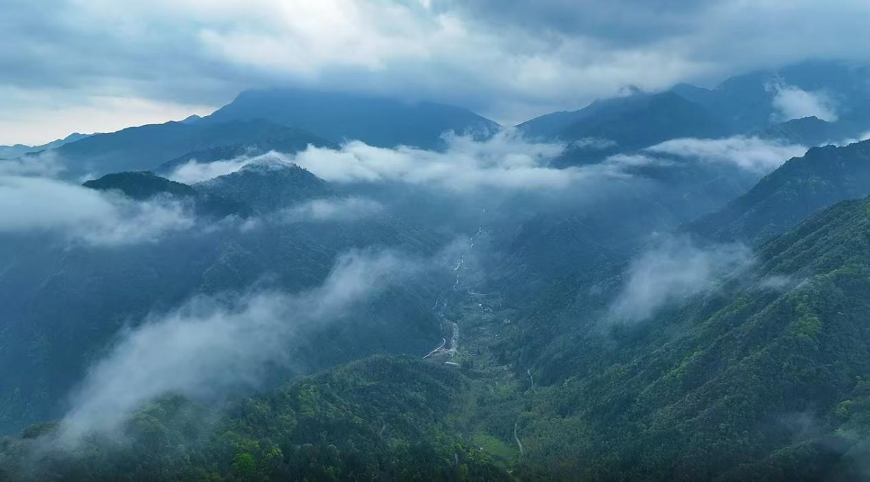 湖南新宁首现大规模水晶兰群落_fororder_111