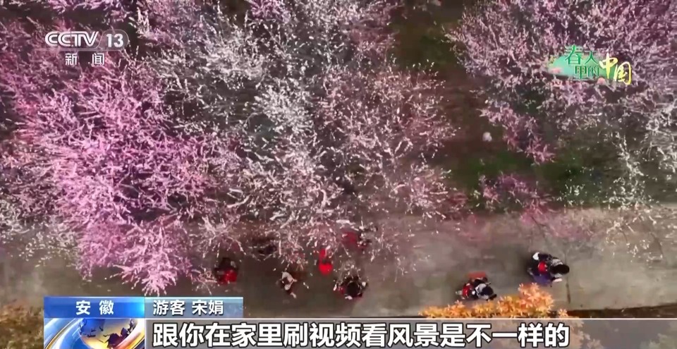春日限定花海上线 赶紧来这些宝藏地打卡吧