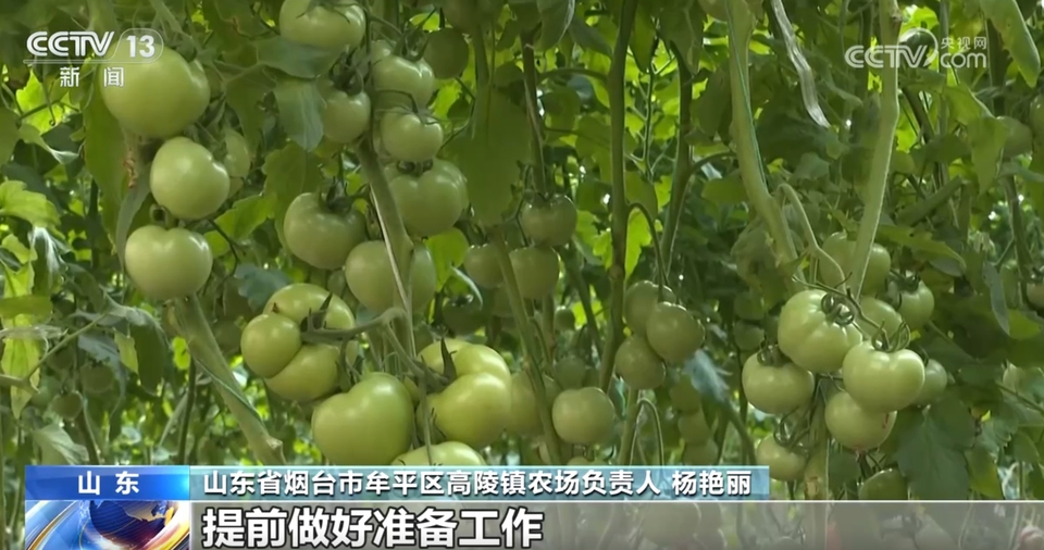 各产区采取有效措施确保蔬菜“温暖”过冬 智能设施助力稳产保质