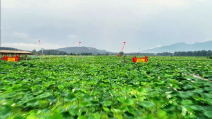Lotus in Yongxiu, Pure Joy All Summer_fororder_bbdbce4de47f9c3869048a8aa86ca575