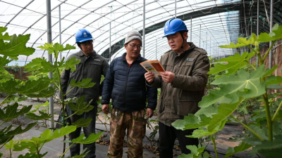 Jiaozuo, Henan: Quality Power Services Boost Stable Production and Income for Specialty Crops