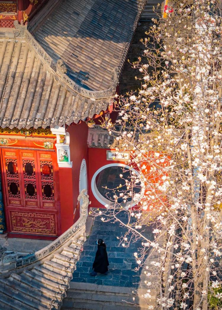 文化中国行·文博日历丨早春玉兰开 一起到全国古迹去追花（附打卡攻略）