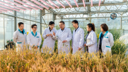 藏粮于技破旱困 深耕陇原麦飘香——记甘肃农业大学小麦抗旱分子育种团队