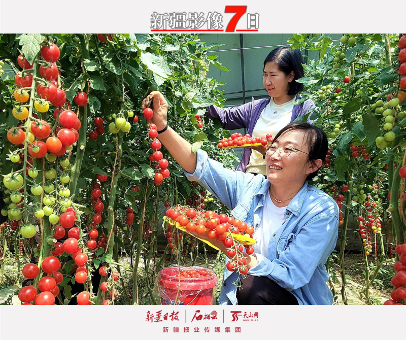 新疆影像7日（179）丨草原、风筝、白杏香，新疆的夏天藏了多少浪漫？